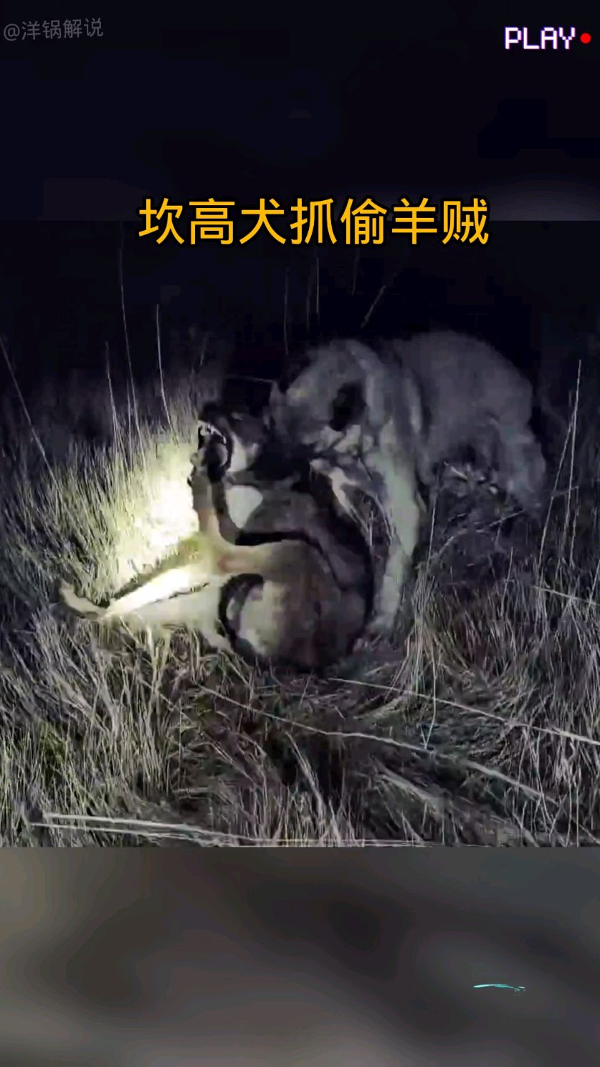 德羊入狼群!场面一阵莫测,谁将破后的简单介绍 德羊入狼群!场面一阵莫测,谁将破后的简单介绍