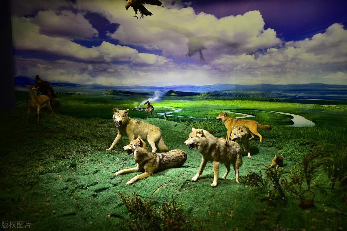 德羊入狼群!场面一阵莫测,谁将破后的简单介绍 德羊入狼群!场面一阵莫测,谁将破后的简单介绍